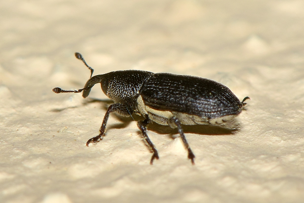 Curculionidae: Limnobaris sp.?  S, Limnobaris dolorosa